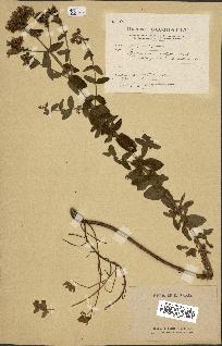 spécimen de Hypericum acutum