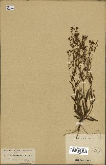 spécimen de Helianthemum inconspicuum