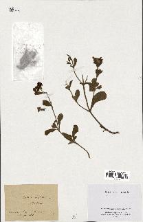 spécimen de Cistus villosus