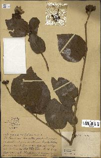spécimen de indet.
