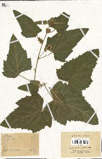 spécimen de Althaea officinalis