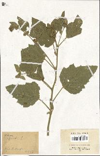 spécimen de Althaea officinalis