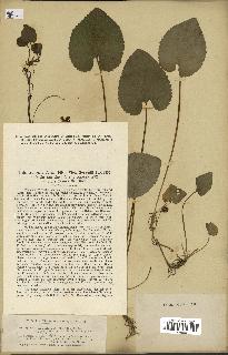 spécimen de Viola sepincola