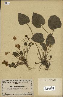 spécimen de Viola sepincola