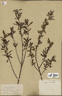 spécimen de Salix alba