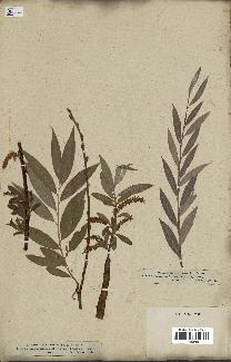 spécimen de Salix alba