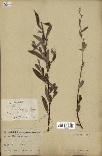 spécimen de Salix alba