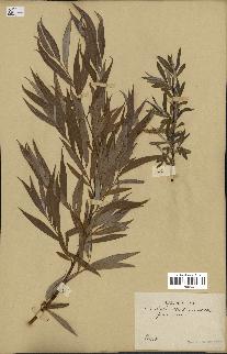 spécimen de Salix alba