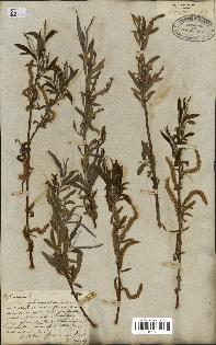spécimen de Salix alba
