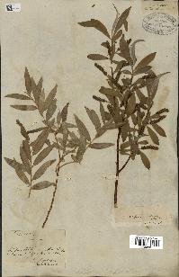 spécimen de Salix alba