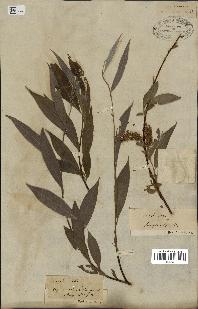 spécimen de Salix alba