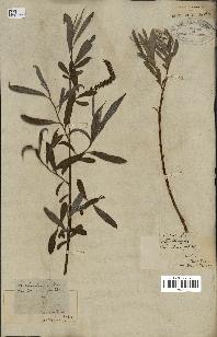 spécimen de Salix alba