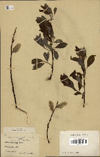 spécimen de Salix discolor