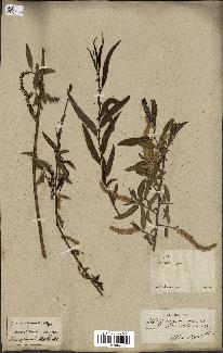 spécimen de Salix nigra