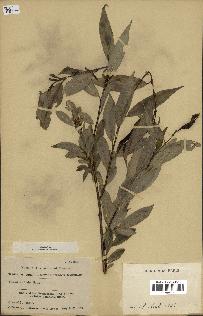 spécimen de Salix lucida