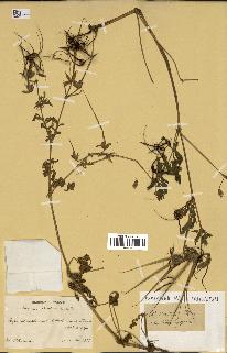 spécimen de Erodium ciconium