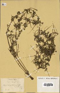 spécimen de Erodium ciconium