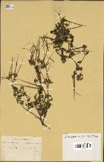 spécimen de Erodium ciconium