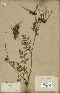 spécimen de Erodium ciconium