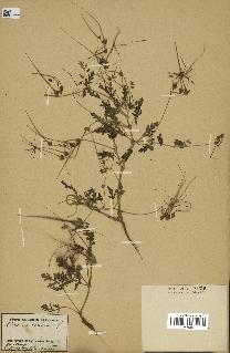 spécimen de Erodium ciconium