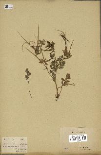 spécimen de Erodium ciconium