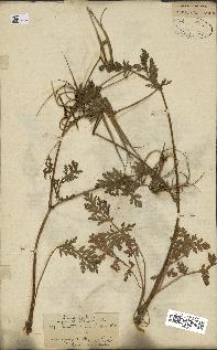 spécimen de Erodium ciconium