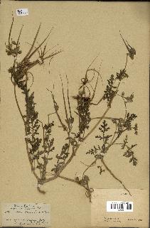 spécimen de Erodium ciconium