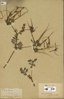 spécimen de Erodium ciconium
