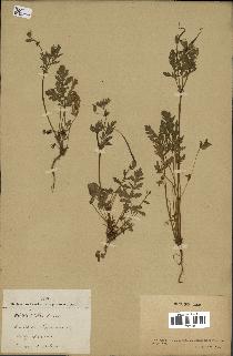 spécimen de Erodium ciconium