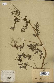spécimen de Erodium ciconium