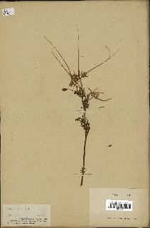 spécimen de Erodium ciconium