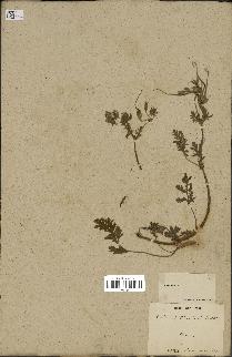 spécimen de Erodium ciconium
