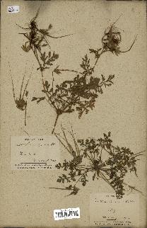 spécimen de Erodium ciconium