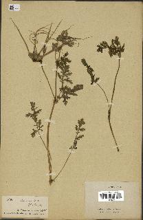 spécimen de Erodium ciconium