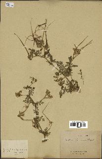 spécimen de Erodium ciconium