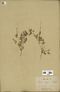 spécimen de Erodium ciconium