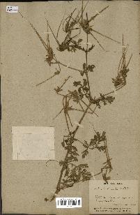 spécimen de Erodium ciconium