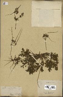 spécimen de Erodium ciconium
