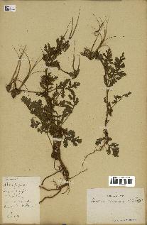 spécimen de Erodium ciconium