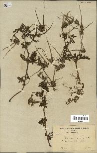 spécimen de Erodium ciconium