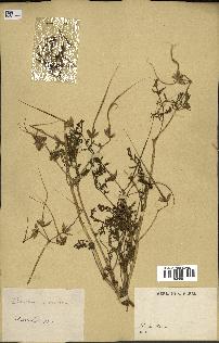 spécimen de Erodium ciconium