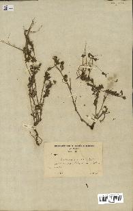 spécimen de Erodium ciconium