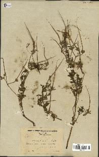 spécimen de Erodium ciconium