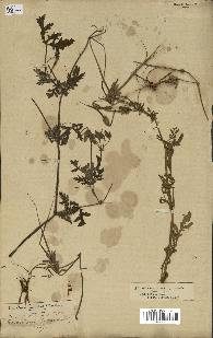 spécimen de Erodium ciconium