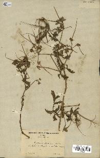 spécimen de Erodium ciconium