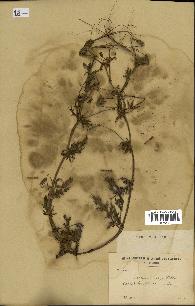 spécimen de Erodium ciconium