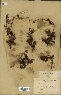 spécimen de Erodium ciconium