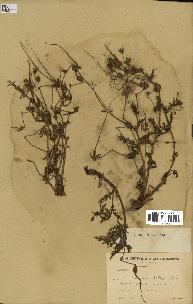 spécimen de Erodium ciconium
