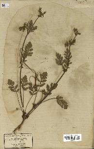 spécimen de Erodium ciconium