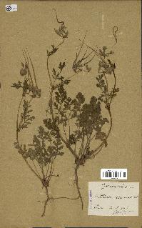 spécimen de Erodium ciconium
